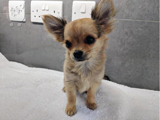 PoulaTo: Chihuahua σκυλιά και κουτάβια προς πώληση